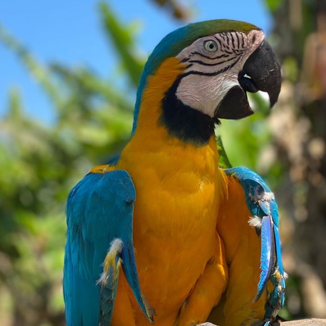 Foto de referencia: guacamaya azul y amarilla posada en una rama.